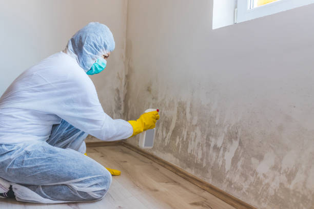 Licensed Mold Removal service in Paeonian Springs, VA - WQB Mold Removal