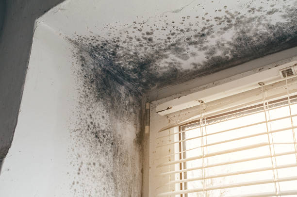 Affordable Mold Removal solutions in Paeonian Springs, VA